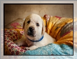 Szczeniak, Labrador retriever, Poduszka